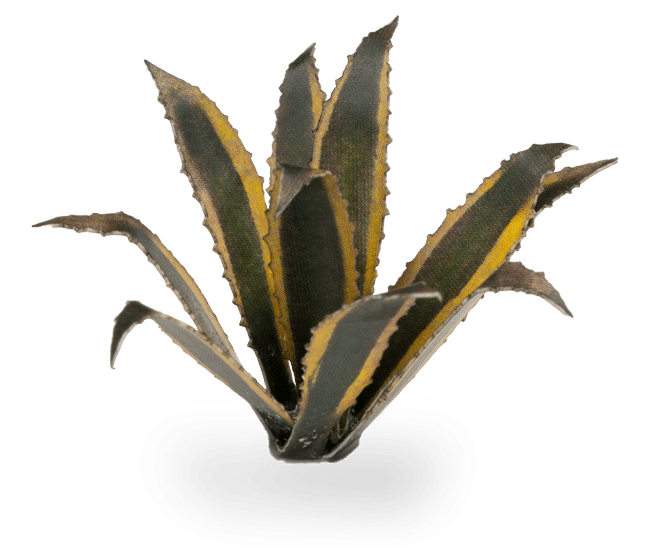 Agave Laser Plant