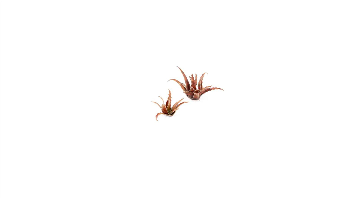 Red Aloe Laser Plant