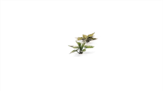 Plantain Lilly Laser Plant